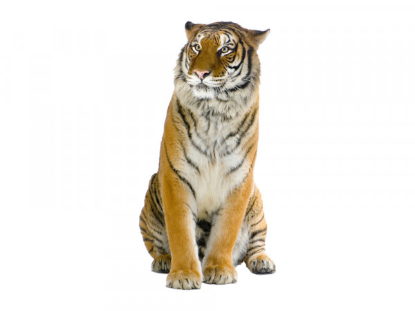 Wandsticker Sitzender Tiger