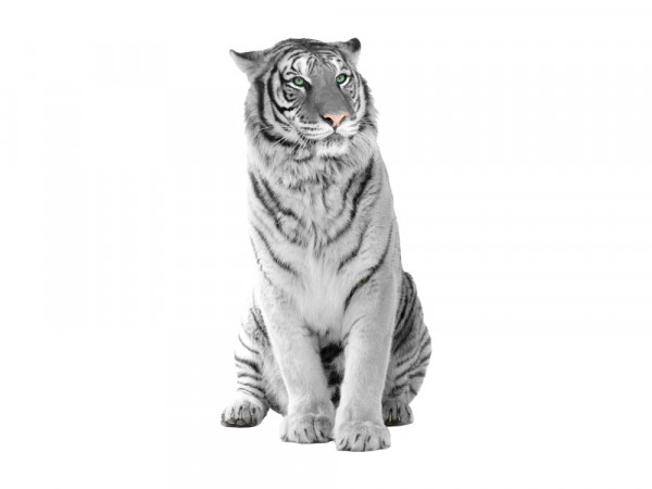 Wandsticker Tiger mit colored eyes